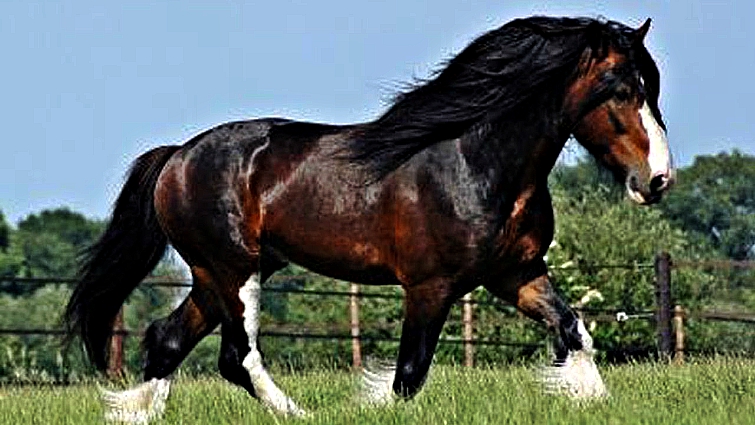 MEET GENTLE GIANT SHIRE HORSE, THE SPECIAL HORSE BREED. – HannaZen